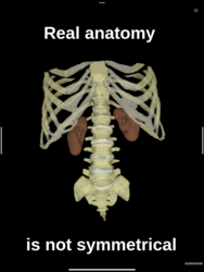 Dornheim Real Anatomy Screenshot 3