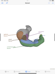 Dornheim Real Anatomy Screenshot 5