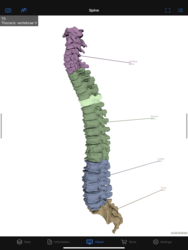 Dornheim Real Anatomy Screenshot 7